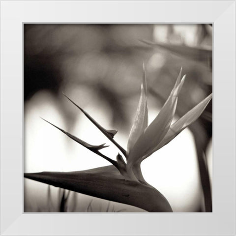 Florison - 29 White Modern Wood Framed Art Print by Blaustein, Alan