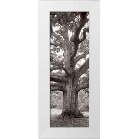 Hampton Field Tree - 2 White Modern Wood Framed Art Print by Blaustein, Alan