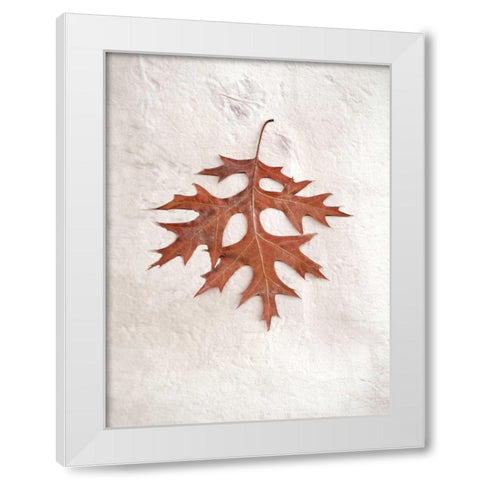 Floral - 27 White Modern Wood Framed Art Print by Blaustein, Alan