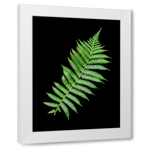 Floral Color - 18 White Modern Wood Framed Art Print by Blaustein, Alan