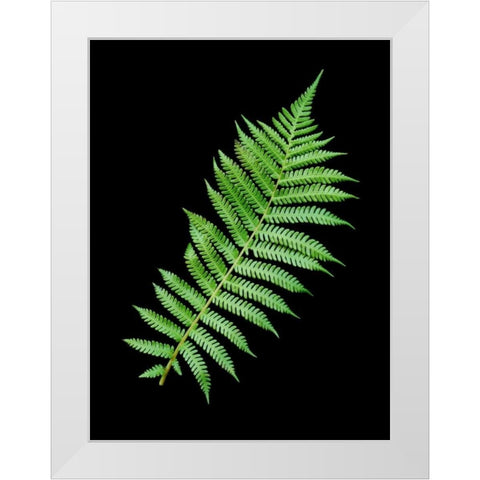 Floral Color - 18 White Modern Wood Framed Art Print by Blaustein, Alan