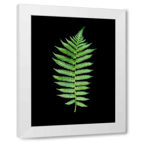 Floral Color - 19 White Modern Wood Framed Art Print by Blaustein, Alan
