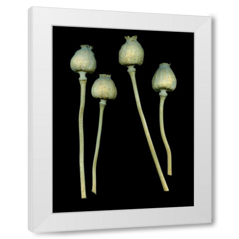 Floral Color - 21 White Modern Wood Framed Art Print by Blaustein, Alan