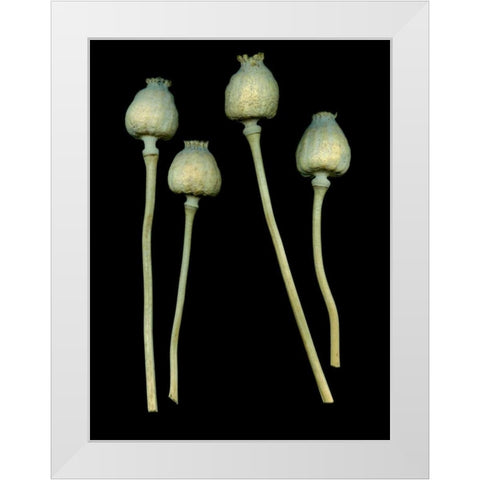 Floral Color - 21 White Modern Wood Framed Art Print by Blaustein, Alan