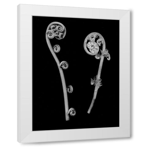 Floral B-W - 22 White Modern Wood Framed Art Print by Blaustein, Alan