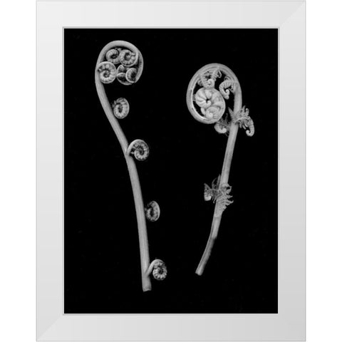 Floral B-W - 22 White Modern Wood Framed Art Print by Blaustein, Alan