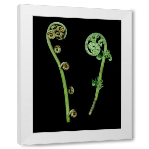 Floral Color - 22 White Modern Wood Framed Art Print by Blaustein, Alan