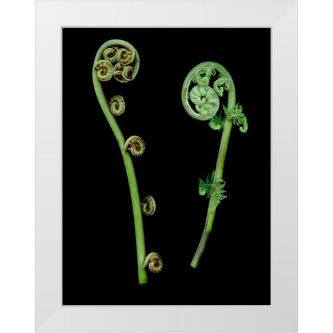 Floral Color - 22 White Modern Wood Framed Art Print by Blaustein, Alan