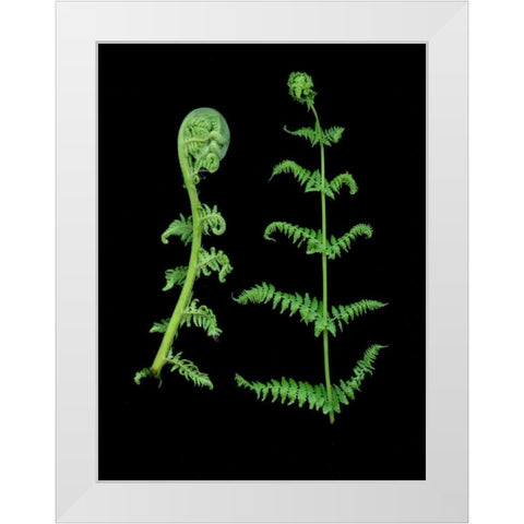 Floral Color - 23 White Modern Wood Framed Art Print by Blaustein, Alan