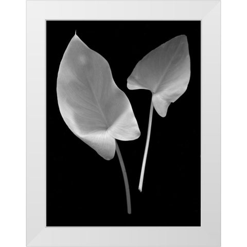 Floral B-W - 24 White Modern Wood Framed Art Print by Blaustein, Alan