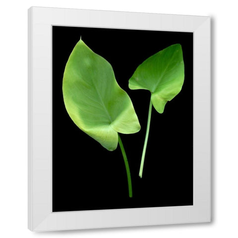 Floral Color - 24 White Modern Wood Framed Art Print by Blaustein, Alan