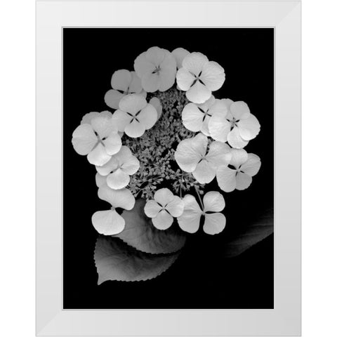 Floral B-W - 25 White Modern Wood Framed Art Print by Blaustein, Alan
