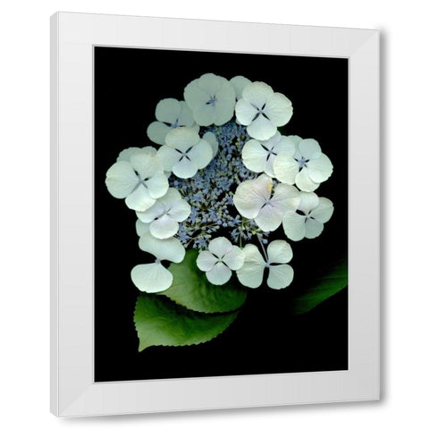 Floral Color - 25 White Modern Wood Framed Art Print by Blaustein, Alan