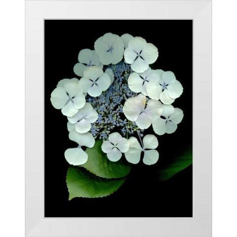 Floral Color - 25 White Modern Wood Framed Art Print by Blaustein, Alan