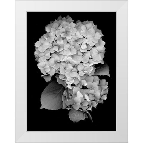 Floral B-W - 26 White Modern Wood Framed Art Print by Blaustein, Alan