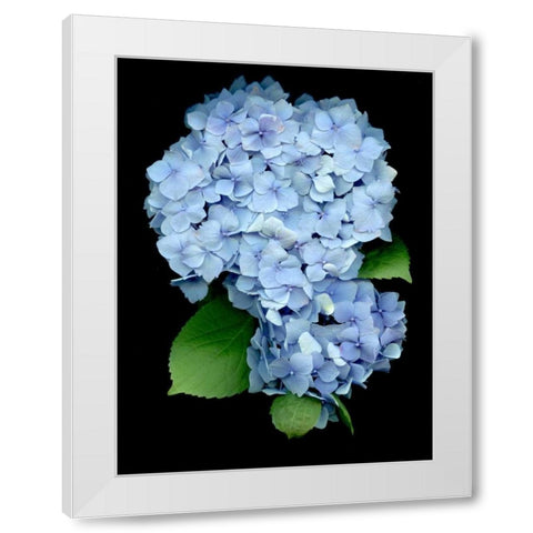 Floral Color - 26 White Modern Wood Framed Art Print by Blaustein, Alan