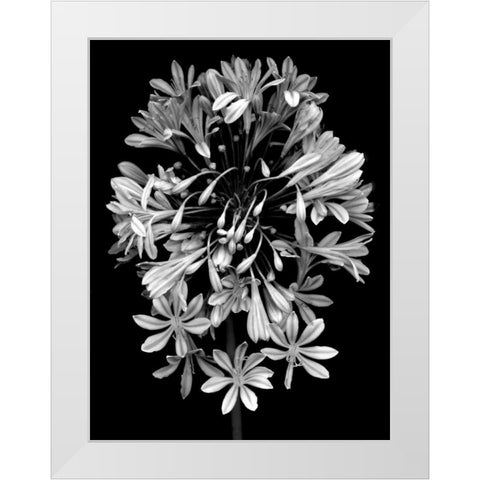 Floral B-W - 27 White Modern Wood Framed Art Print by Blaustein, Alan