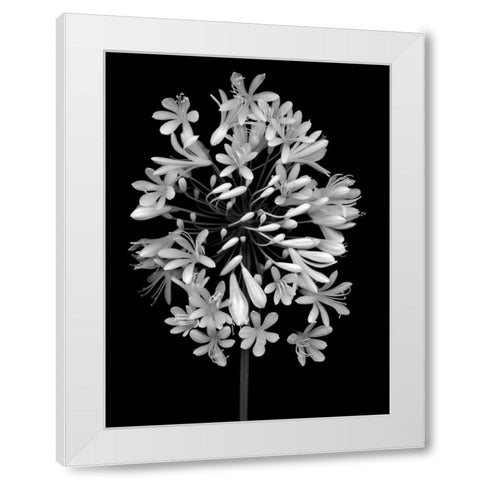 Floral B-W - 28 White Modern Wood Framed Art Print by Blaustein, Alan