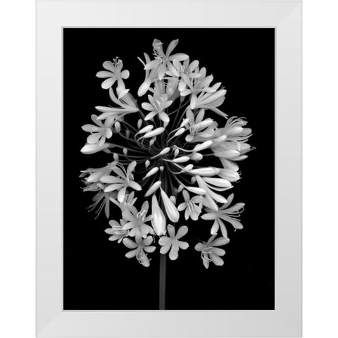 Floral B-W - 28 White Modern Wood Framed Art Print by Blaustein, Alan