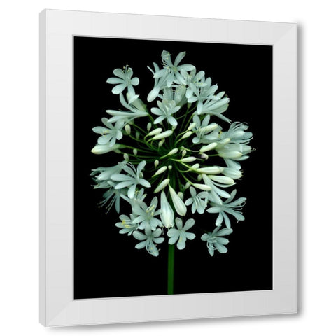 Floral Color - 28 White Modern Wood Framed Art Print by Blaustein, Alan