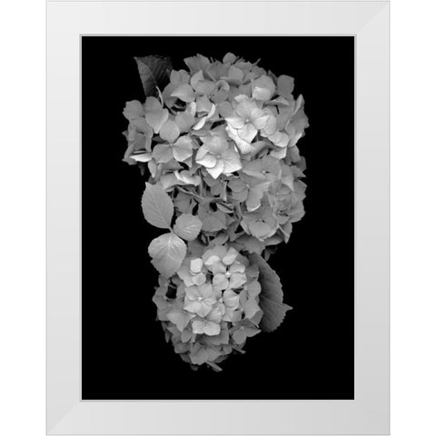 Floral B-W - 29 White Modern Wood Framed Art Print by Blaustein, Alan