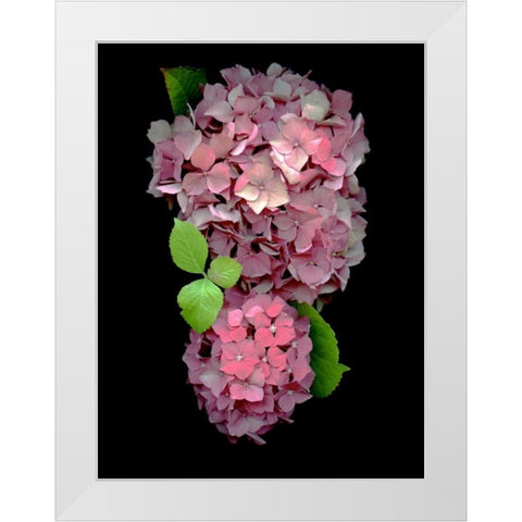 Floral Color - 29 White Modern Wood Framed Art Print by Blaustein, Alan