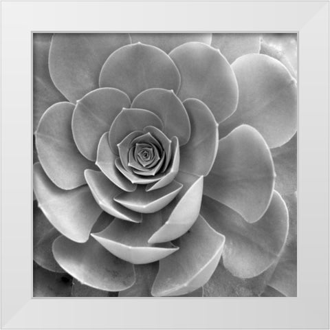 Floral - 22 White Modern Wood Framed Art Print by Blaustein, Alan