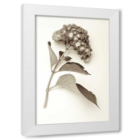 Garden Bloom - 1 White Modern Wood Framed Art Print by Blaustein, Alan