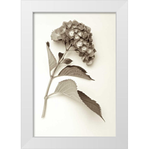 Garden Bloom - 1 White Modern Wood Framed Art Print by Blaustein, Alan