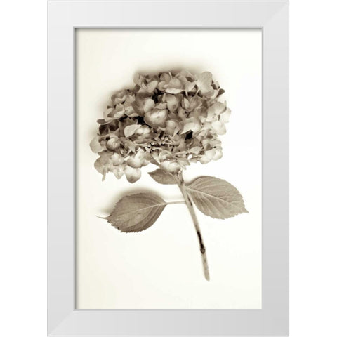 Garden Bloom - 2 White Modern Wood Framed Art Print by Blaustein, Alan