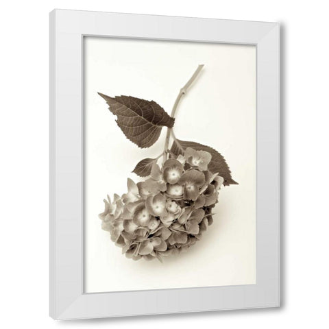 Garden Bloom - 3 White Modern Wood Framed Art Print by Blaustein, Alan