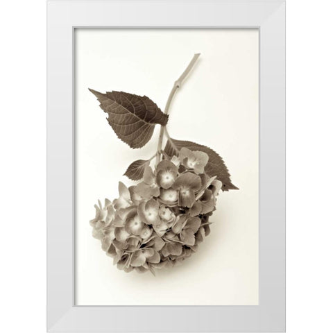 Garden Bloom - 3 White Modern Wood Framed Art Print by Blaustein, Alan
