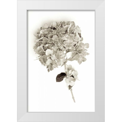 Garden Bloom - 10 White Modern Wood Framed Art Print by Blaustein, Alan