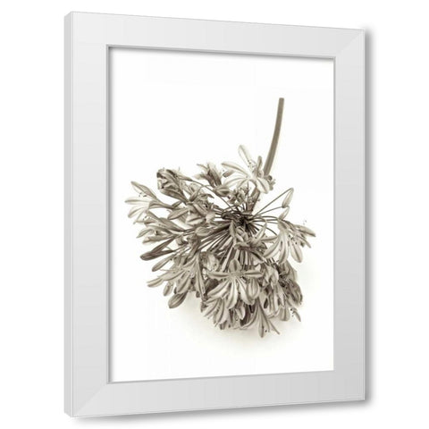 Garden Bloom - 8 White Modern Wood Framed Art Print by Blaustein, Alan