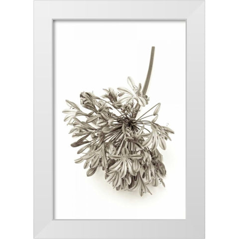 Garden Bloom - 8 White Modern Wood Framed Art Print by Blaustein, Alan
