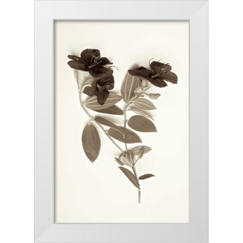 Garden Bloom - 6 White Modern Wood Framed Art Print by Blaustein, Alan