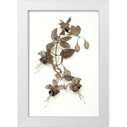 Garden Bloom - 7 White Modern Wood Framed Art Print by Blaustein, Alan