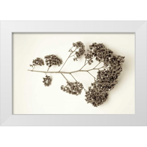 Garden Bloom - 21 White Modern Wood Framed Art Print by Blaustein, Alan