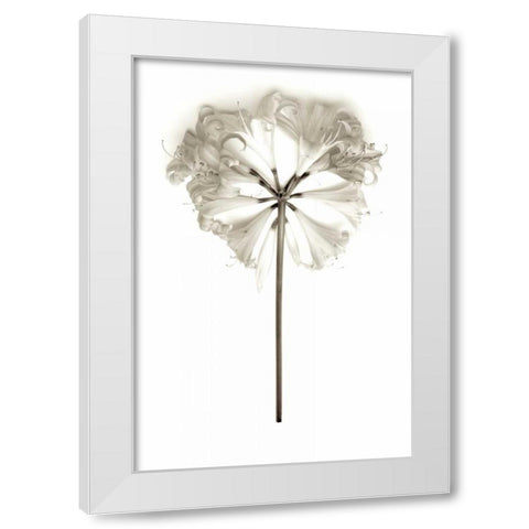 Garden Bloom - 11 White Modern Wood Framed Art Print by Blaustein, Alan