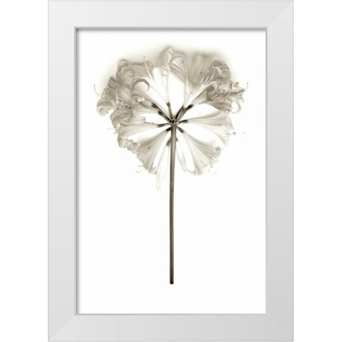 Garden Bloom - 11 White Modern Wood Framed Art Print by Blaustein, Alan
