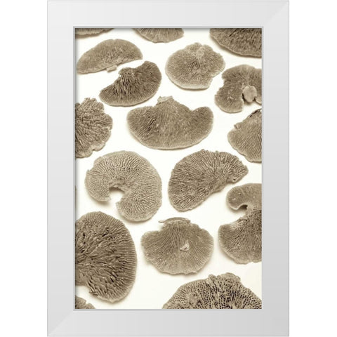 Garden Bloom - 19 White Modern Wood Framed Art Print by Blaustein, Alan