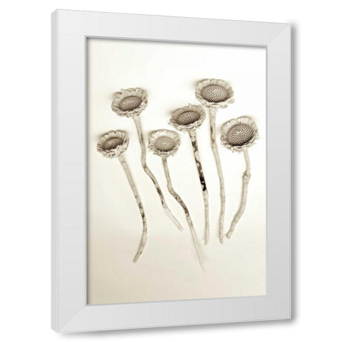 Garden Bloom - 18 White Modern Wood Framed Art Print by Blaustein, Alan