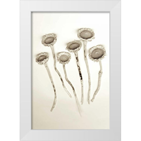 Garden Bloom - 18 White Modern Wood Framed Art Print by Blaustein, Alan