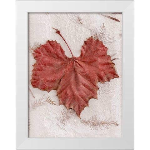 Floral - 31 White Modern Wood Framed Art Print by Blaustein, Alan