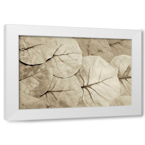 Garden Bloom - 23 White Modern Wood Framed Art Print by Blaustein, Alan