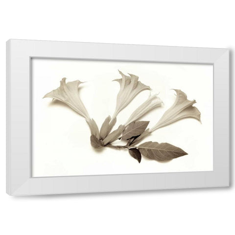 Garden Bloom - 22 White Modern Wood Framed Art Print by Blaustein, Alan