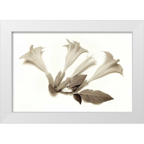 Garden Bloom - 22 White Modern Wood Framed Art Print by Blaustein, Alan