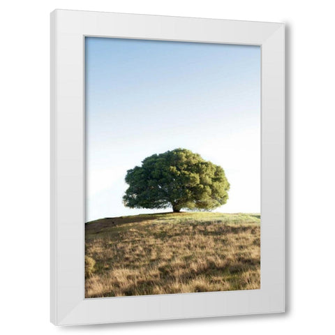 Oak Tree - 77 White Modern Wood Framed Art Print by Blaustein, Alan