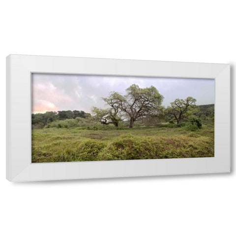 Oak Tree Pano - 133 White Modern Wood Framed Art Print by Blaustein, Alan