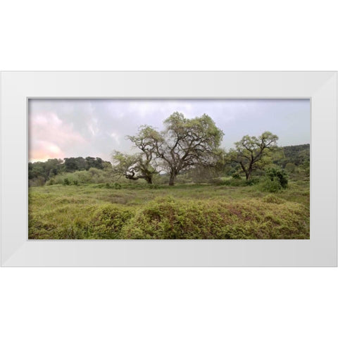 Oak Tree Pano - 133 White Modern Wood Framed Art Print by Blaustein, Alan